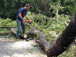  Hawaiian Gardens, CA Tree Services Pros