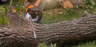 Trusted Hawaiian Gardens, CA  Tree Services Experts