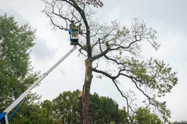 Why Choose Our Tree Removal Services in Hawaiian Gardens, CA?